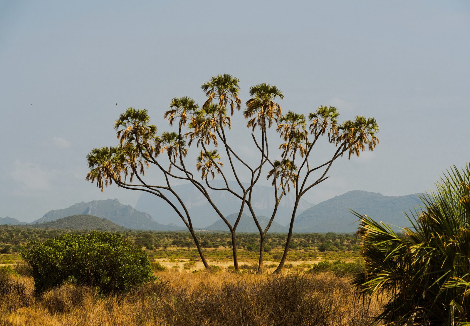 Doum palm trees