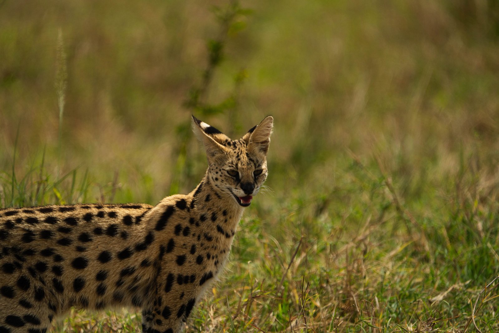 Cerval