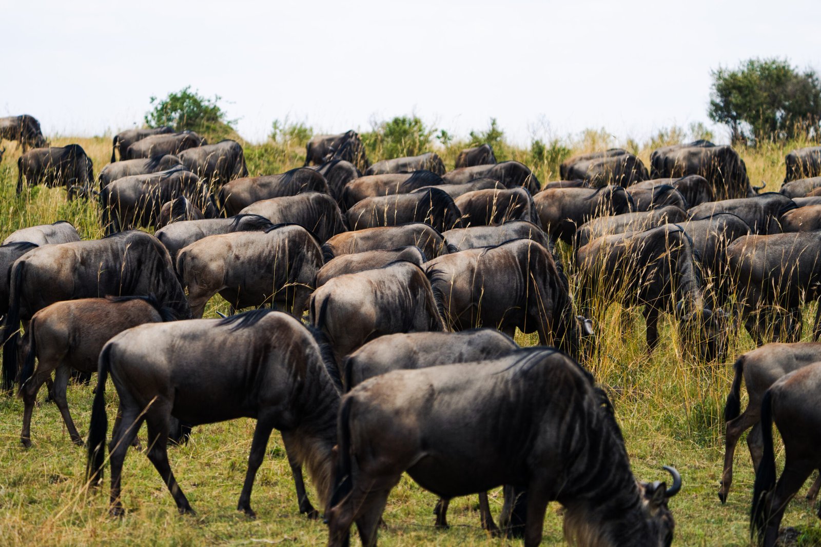 Great migration