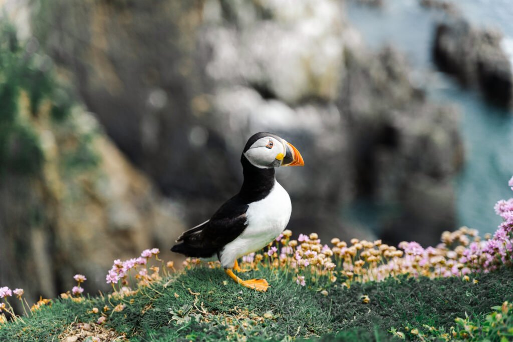 Saltee Puffin